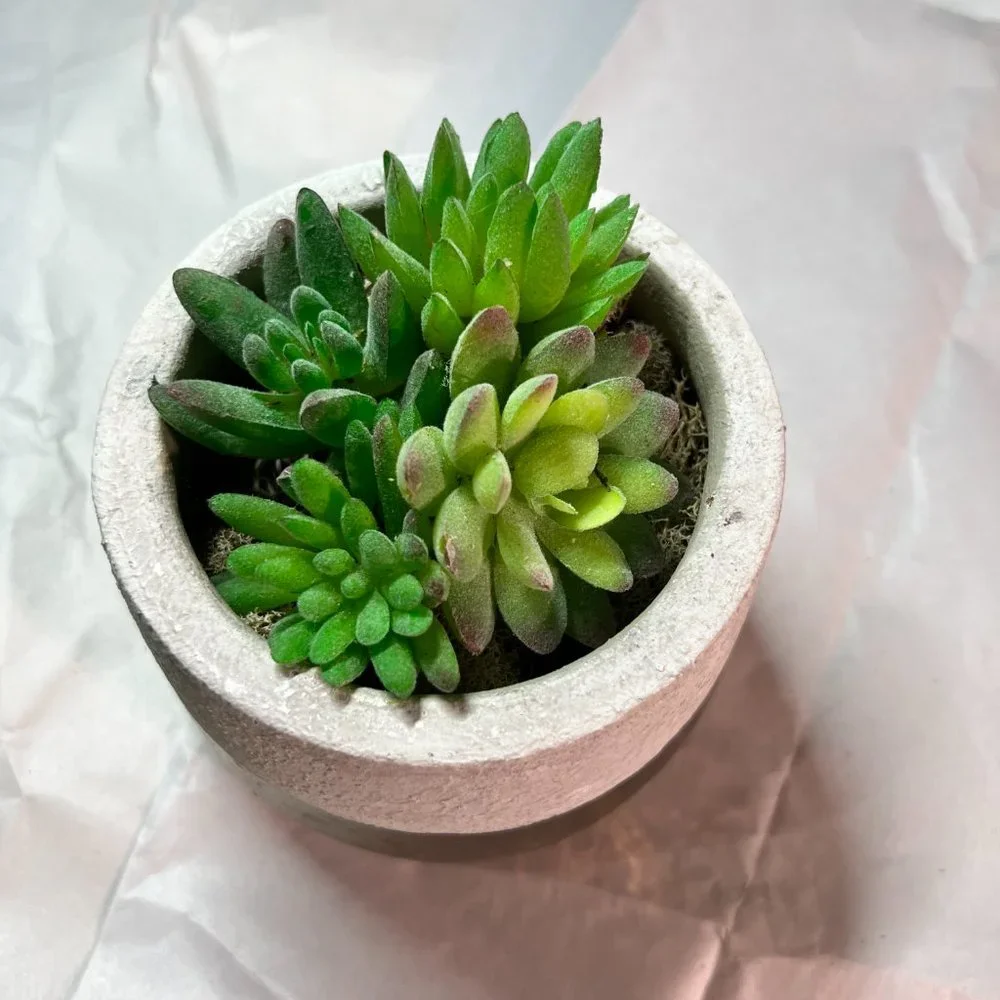 Faux Succulent in Two-Toned Pot